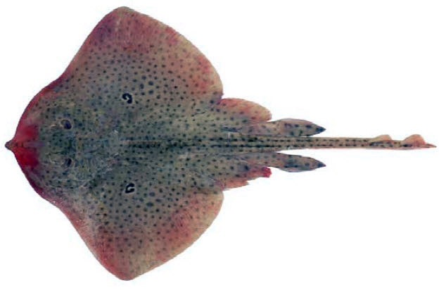 Raja polystigma_013.jpg